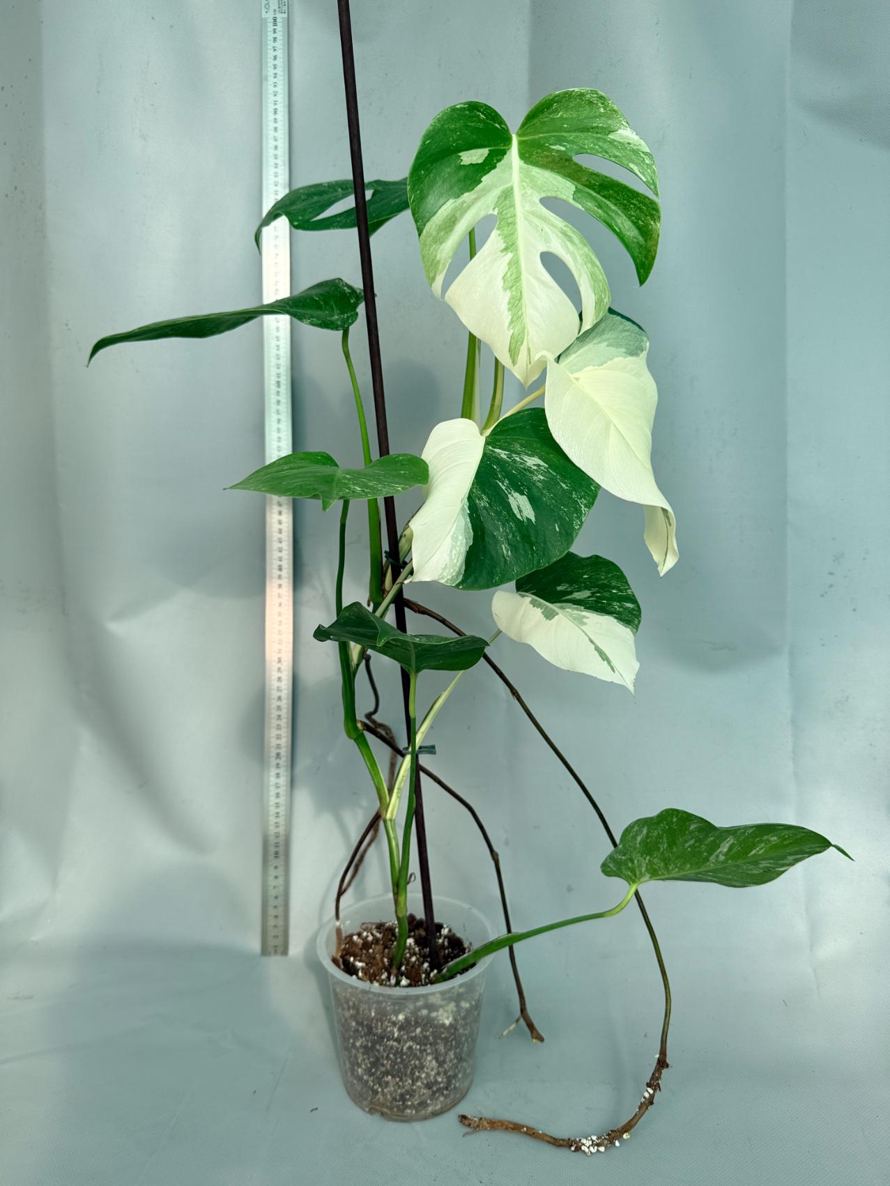 Monstera  Albo Variegata 1