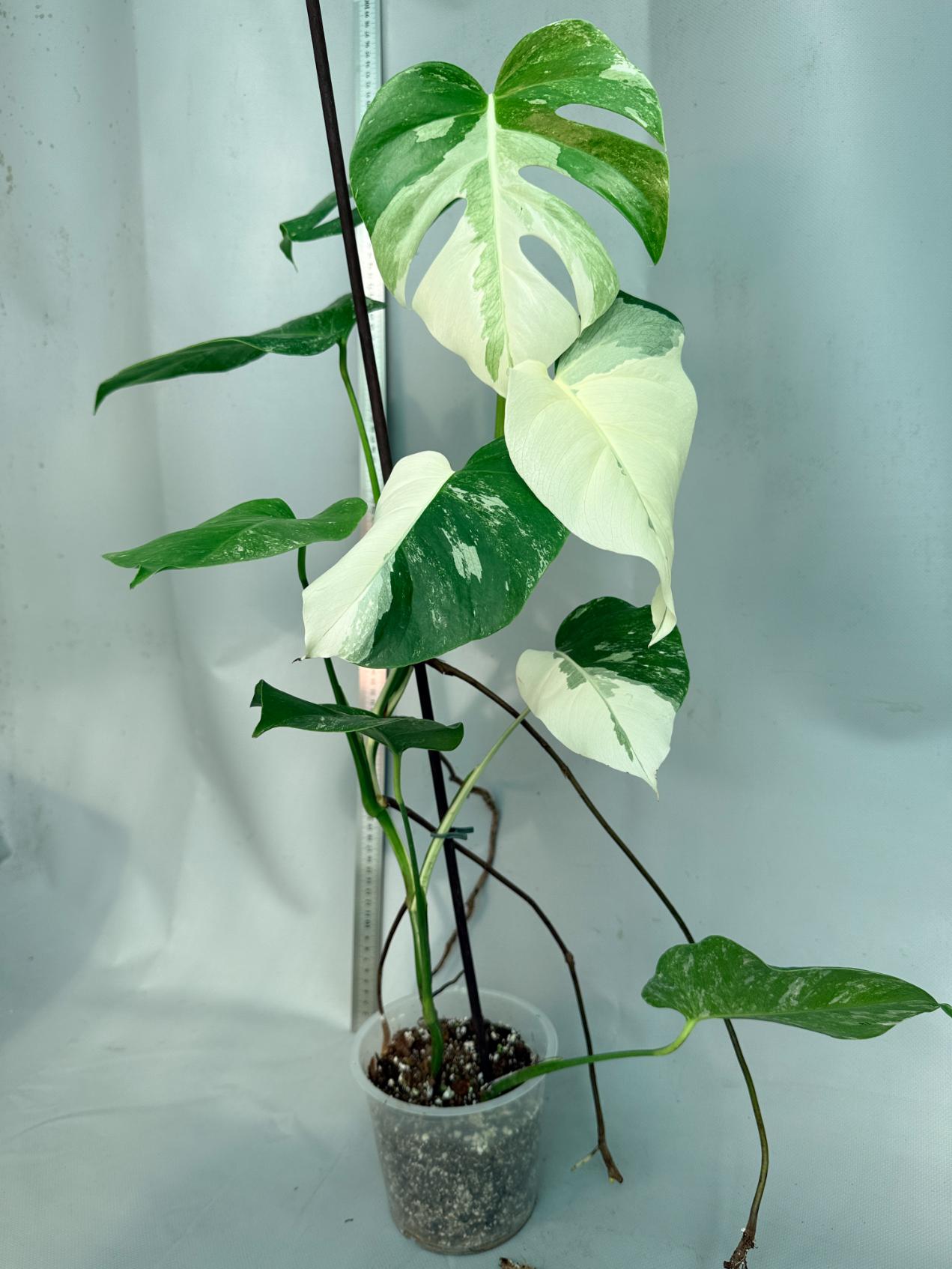 Monstera  Albo Variegata 12