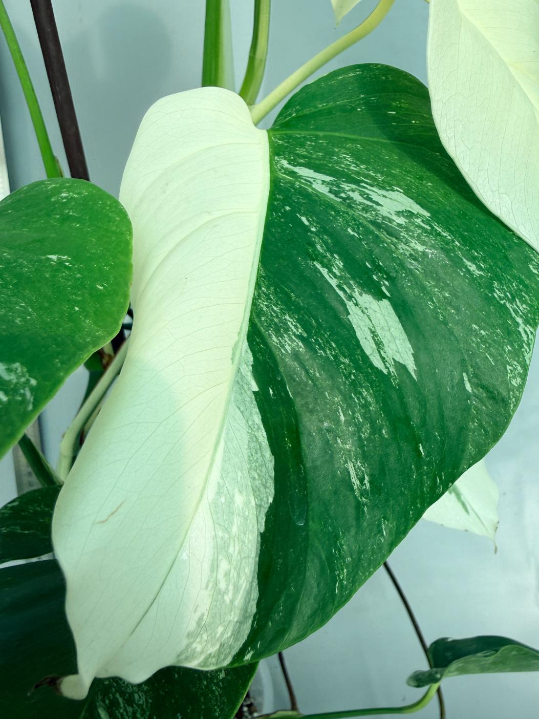 Monstera  Albo Variegata 3