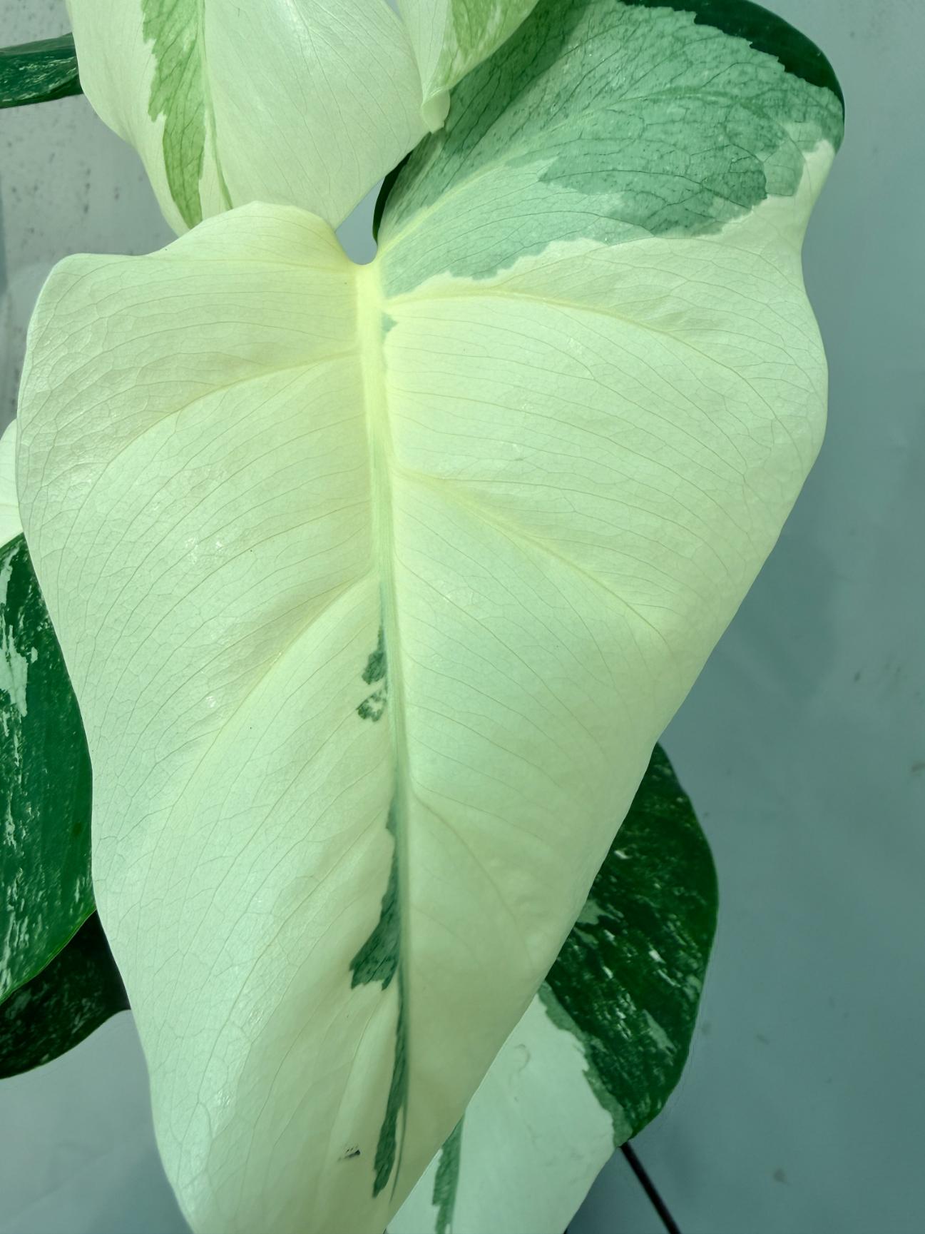 Monstera  Albo Variegata 2
