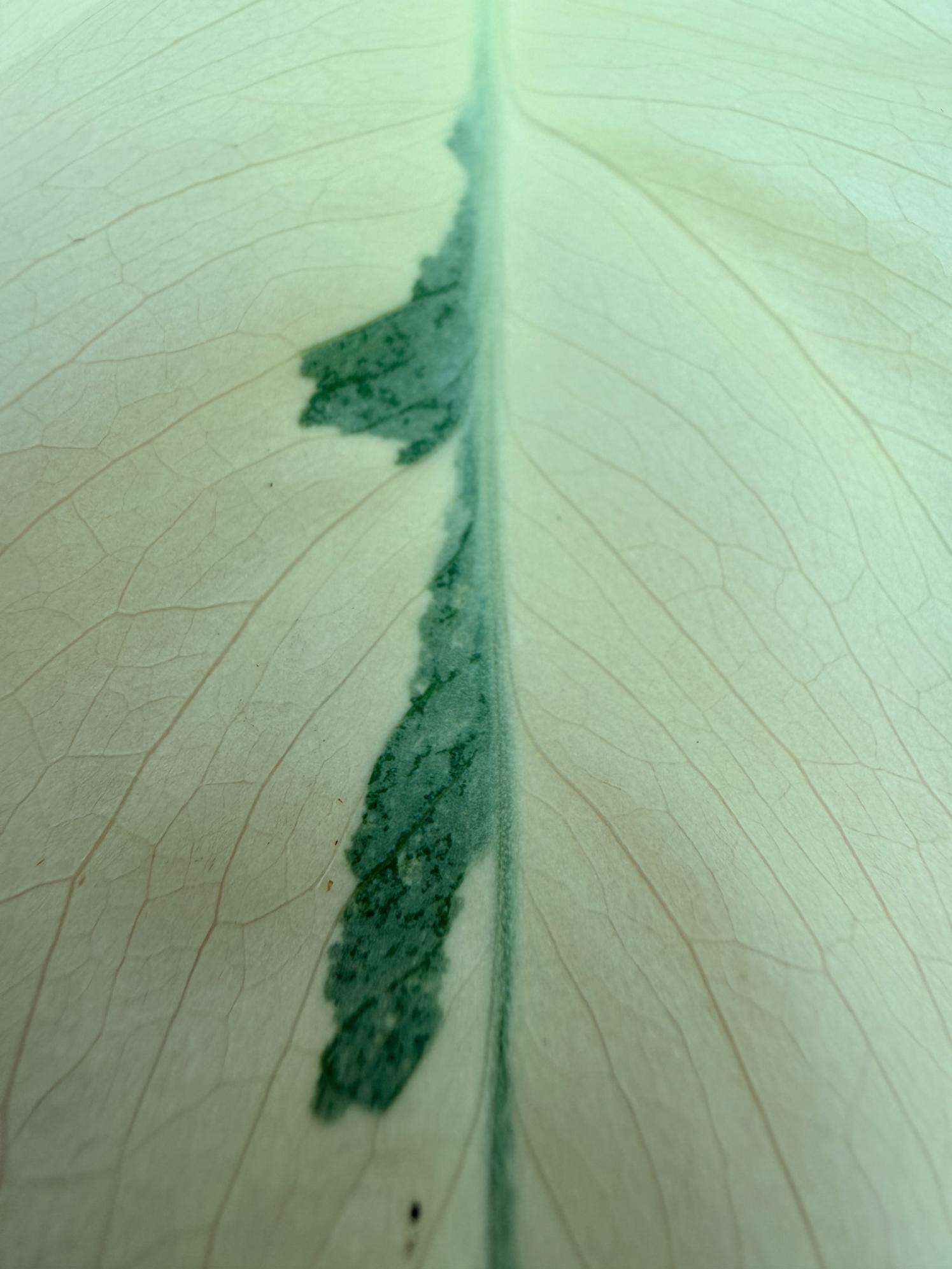 Monstera  Albo Variegata 4