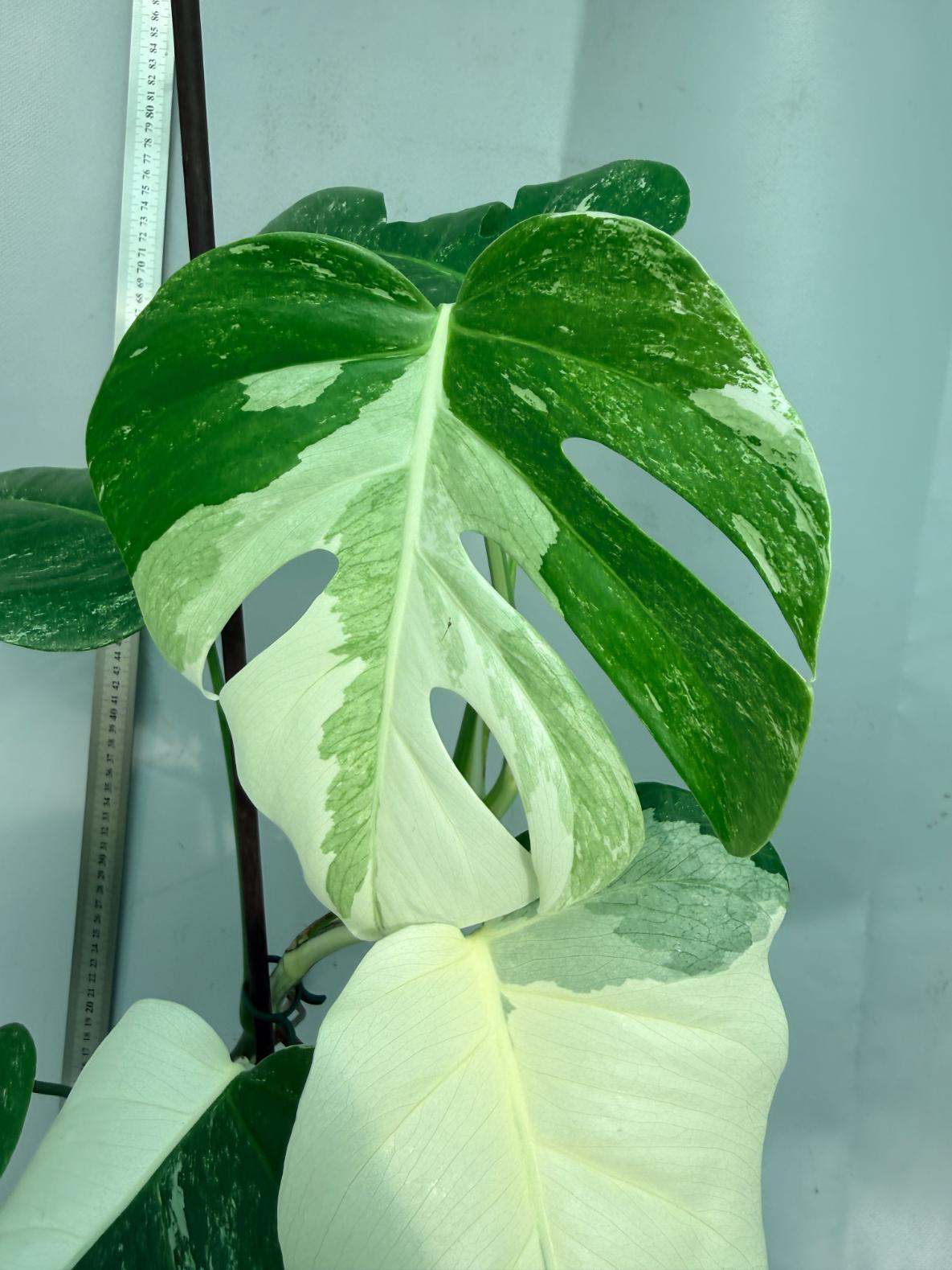 Monstera  Albo Variegata 5