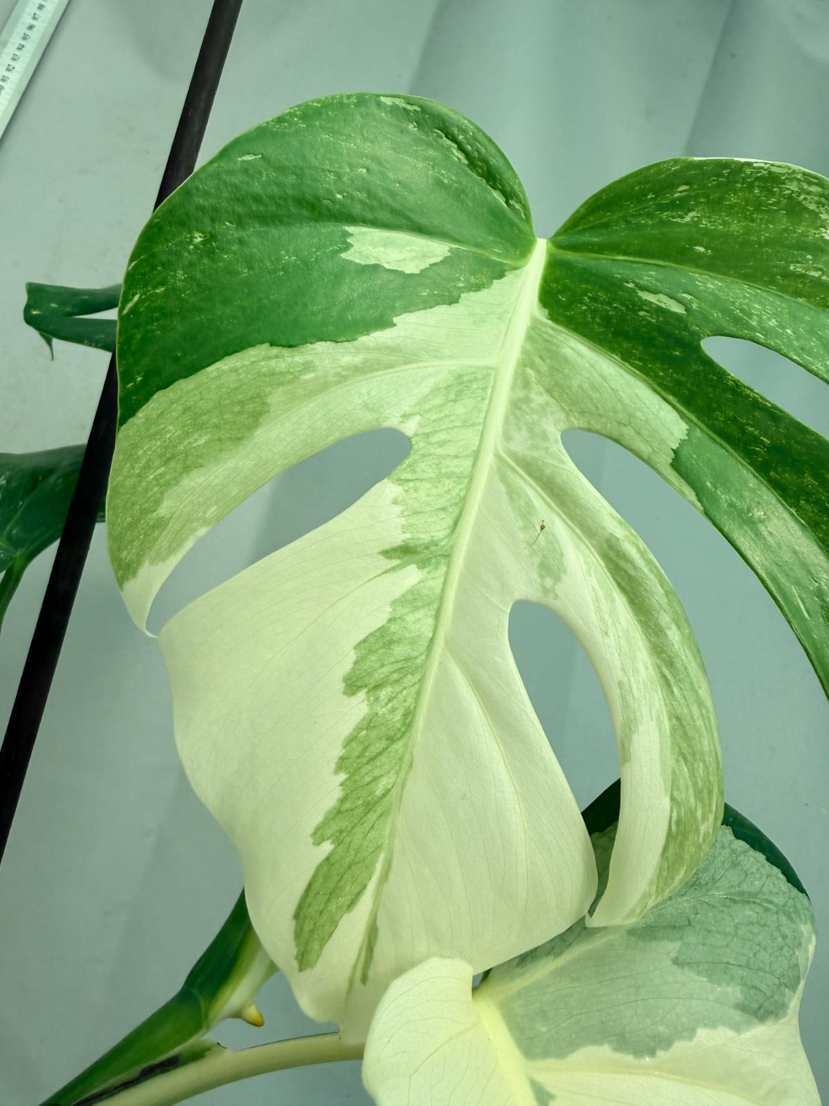 Monstera  Albo Variegata 6