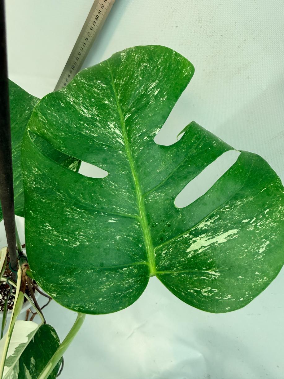 Monstera  Albo Variegata 7