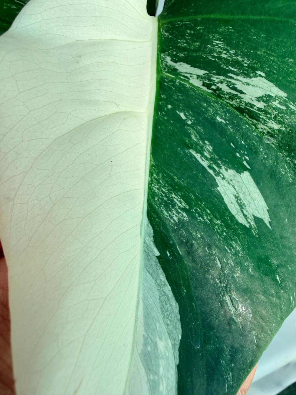 Monstera  Albo Variegata 8