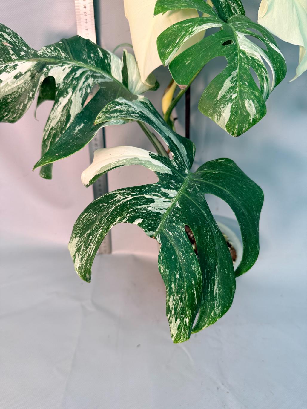 Monstera  Albo Variegata 12