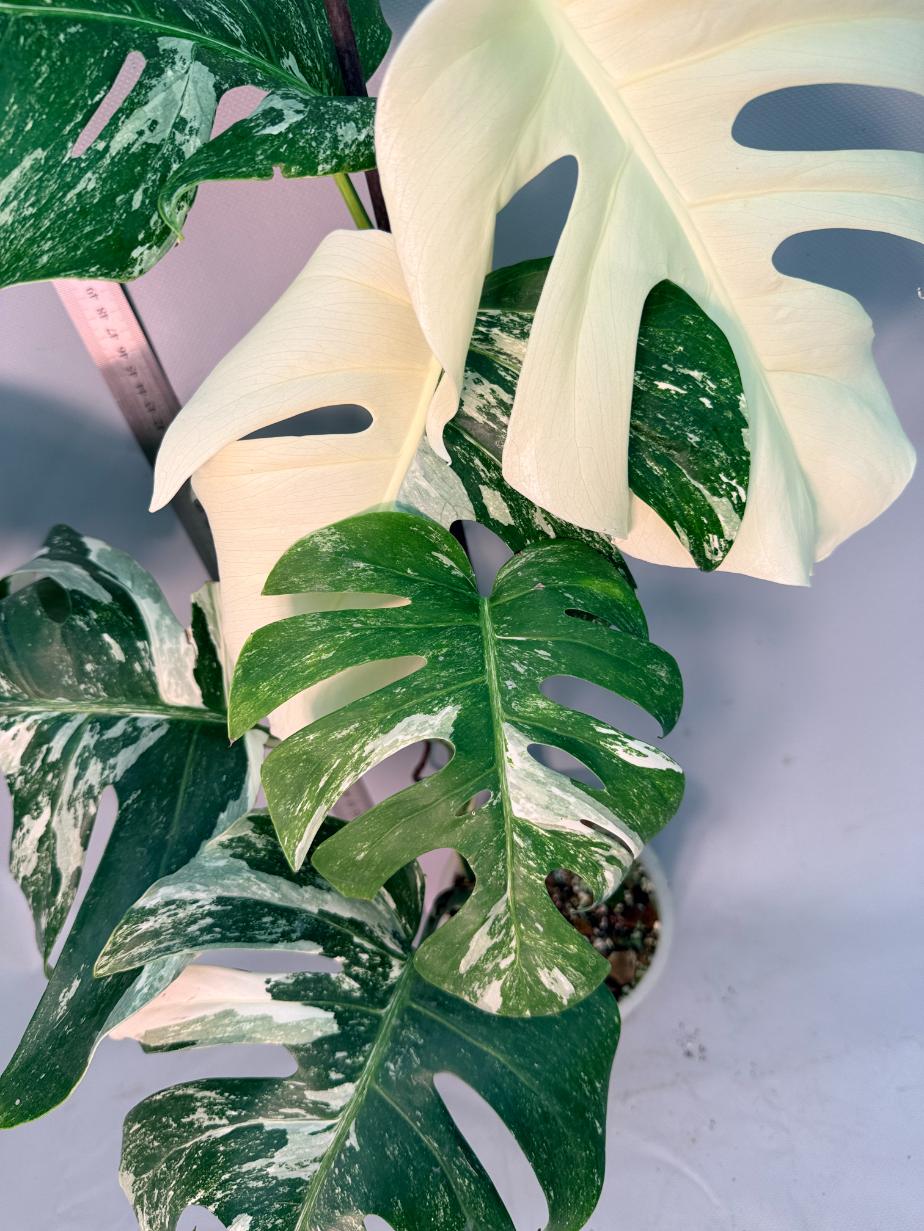 Monstera  Albo Variegata 10