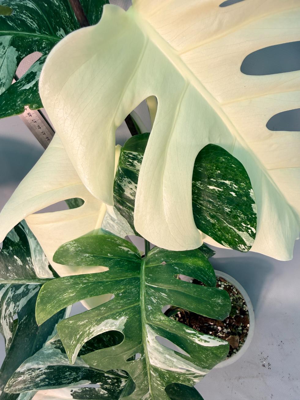 Monstera  Albo Variegata 11