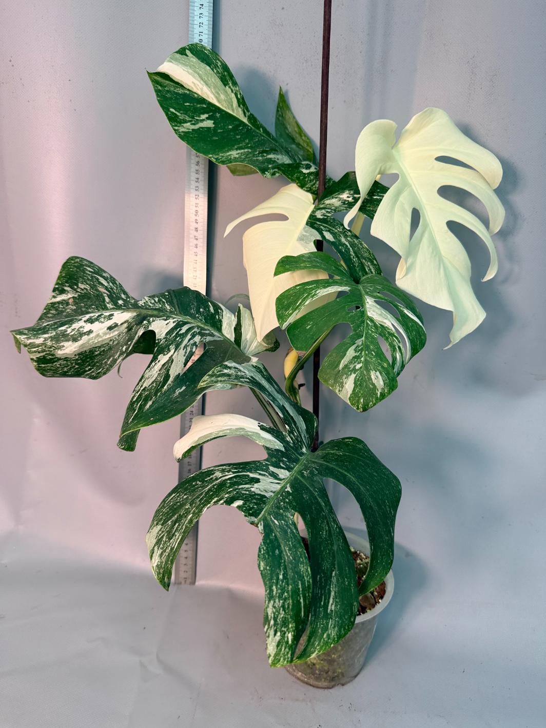 Monstera  Albo Variegata 1