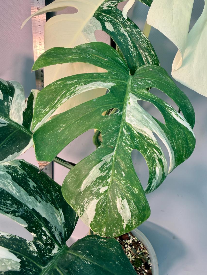 Monstera  Albo Variegata 3