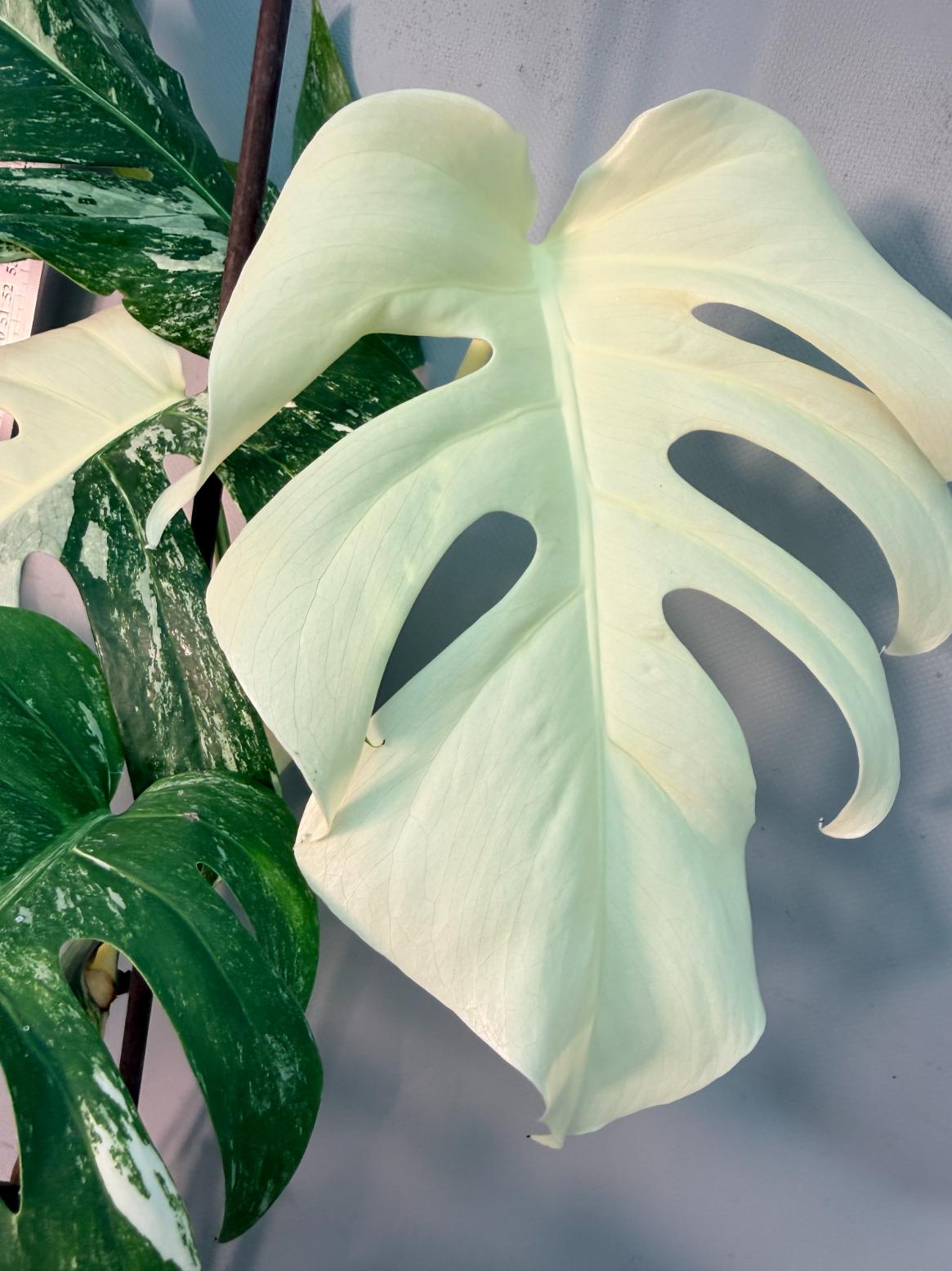 Monstera  Albo Variegata 2