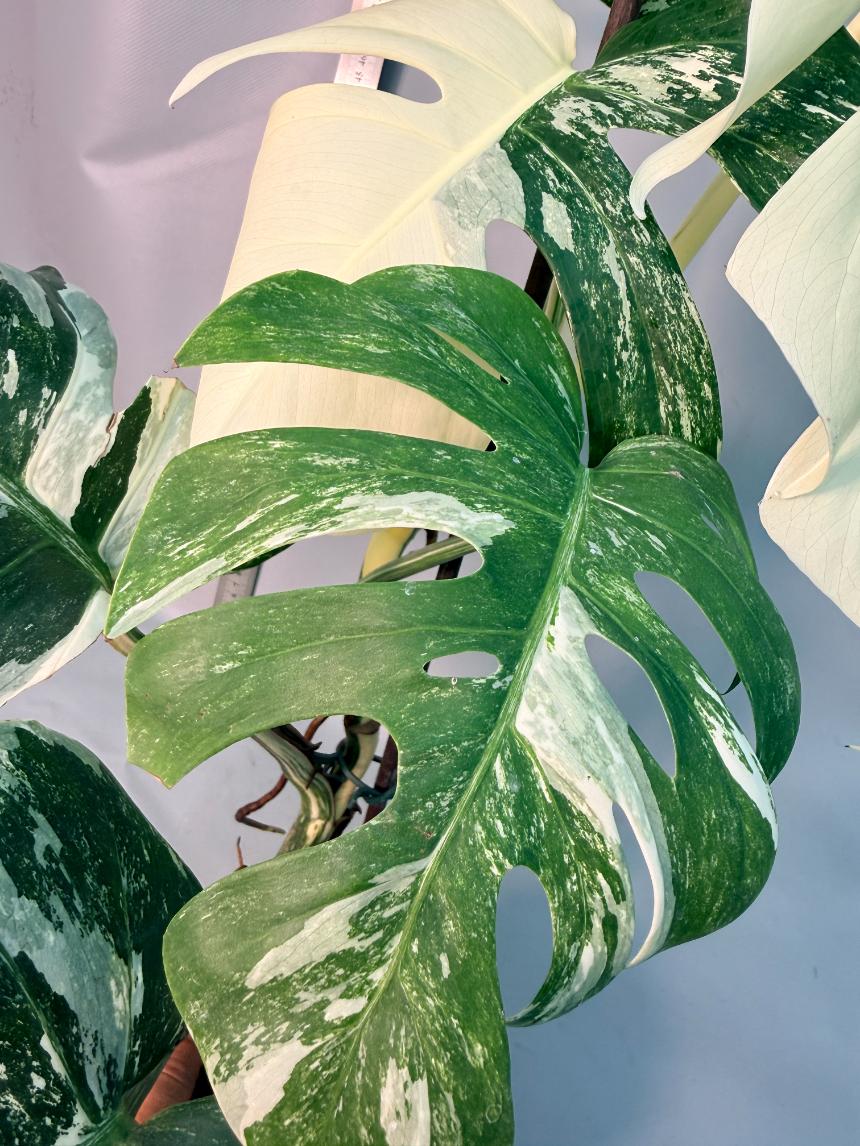 Monstera  Albo Variegata 5