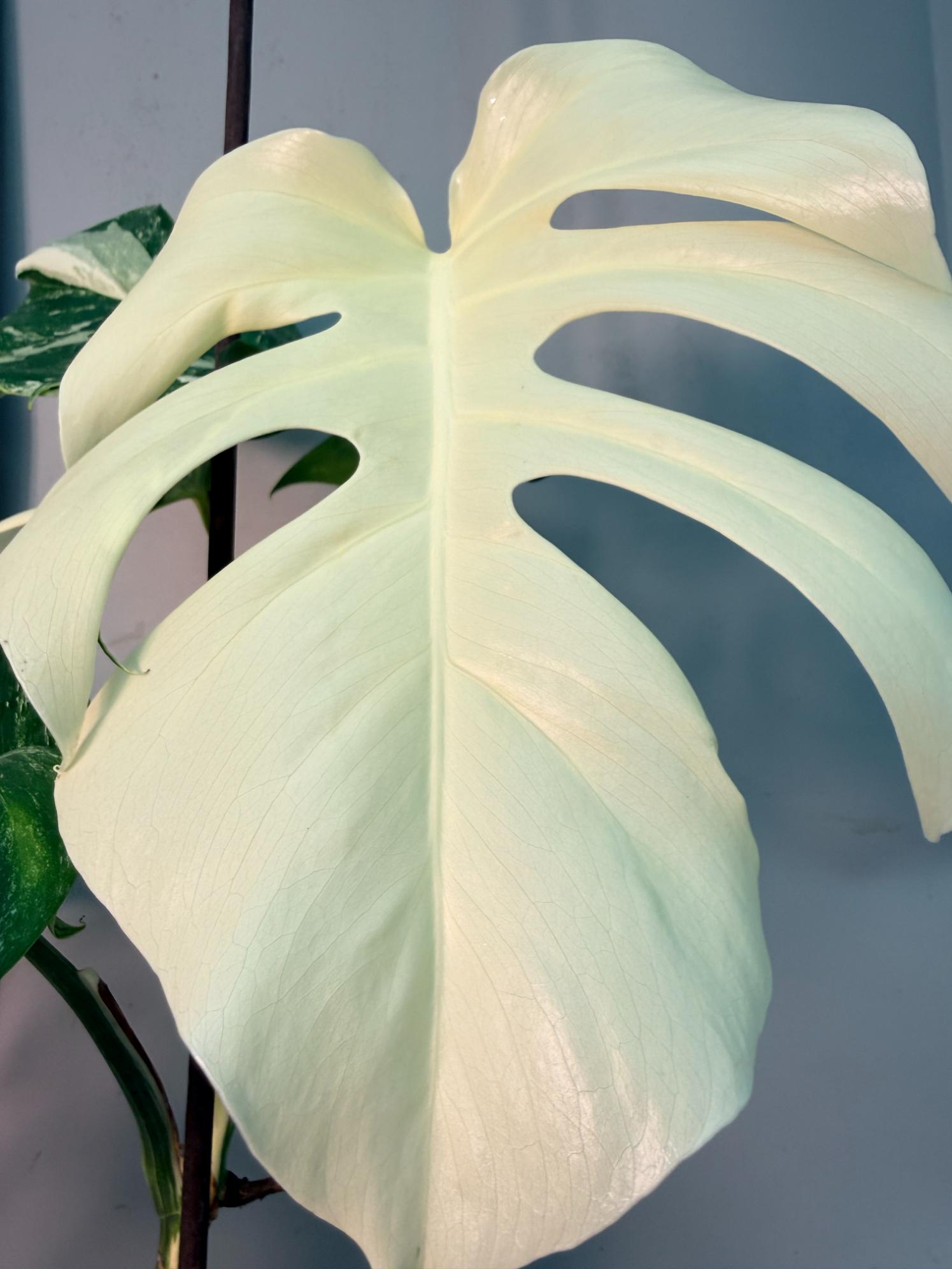 Monstera  Albo Variegata 6