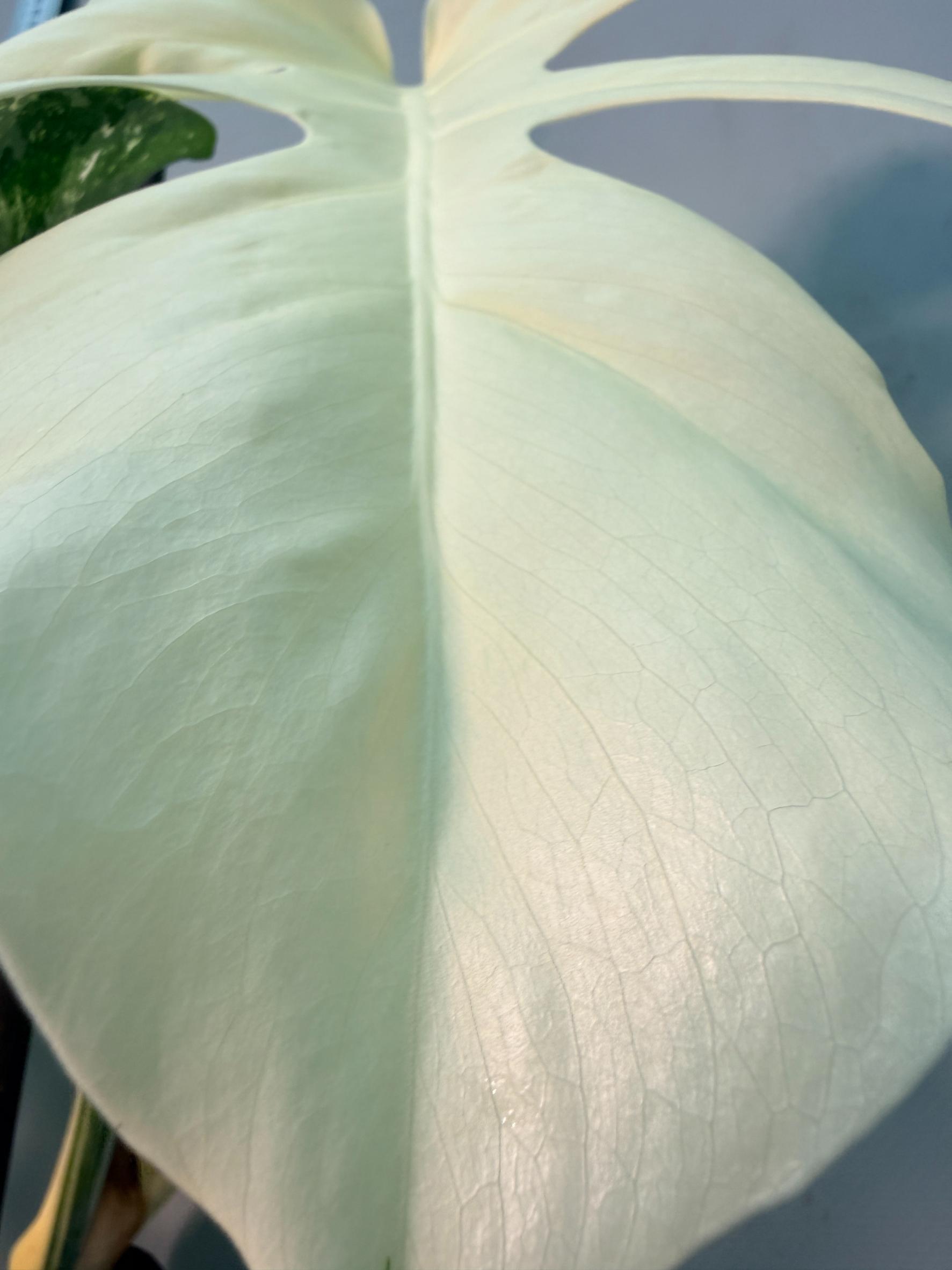 Monstera  Albo Variegata 7