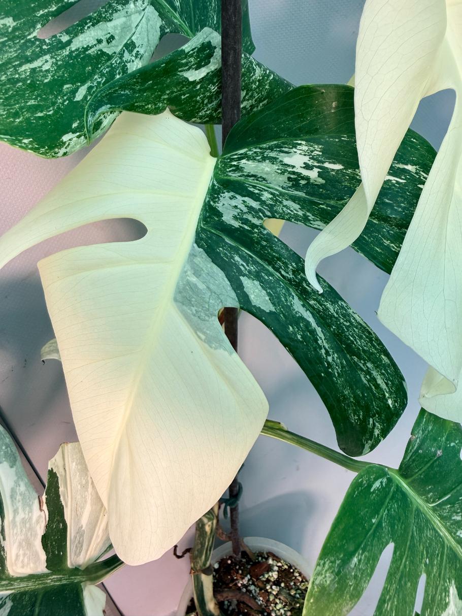 Monstera  Albo Variegata 8