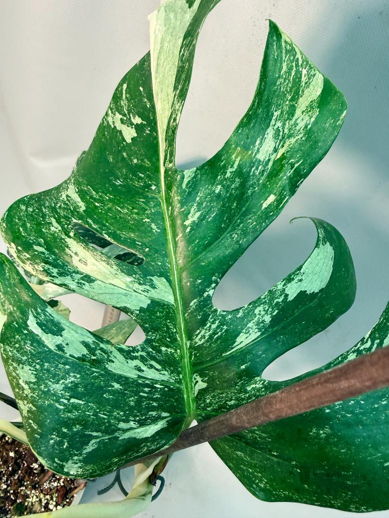 Monstera  Albo Variegata 9
