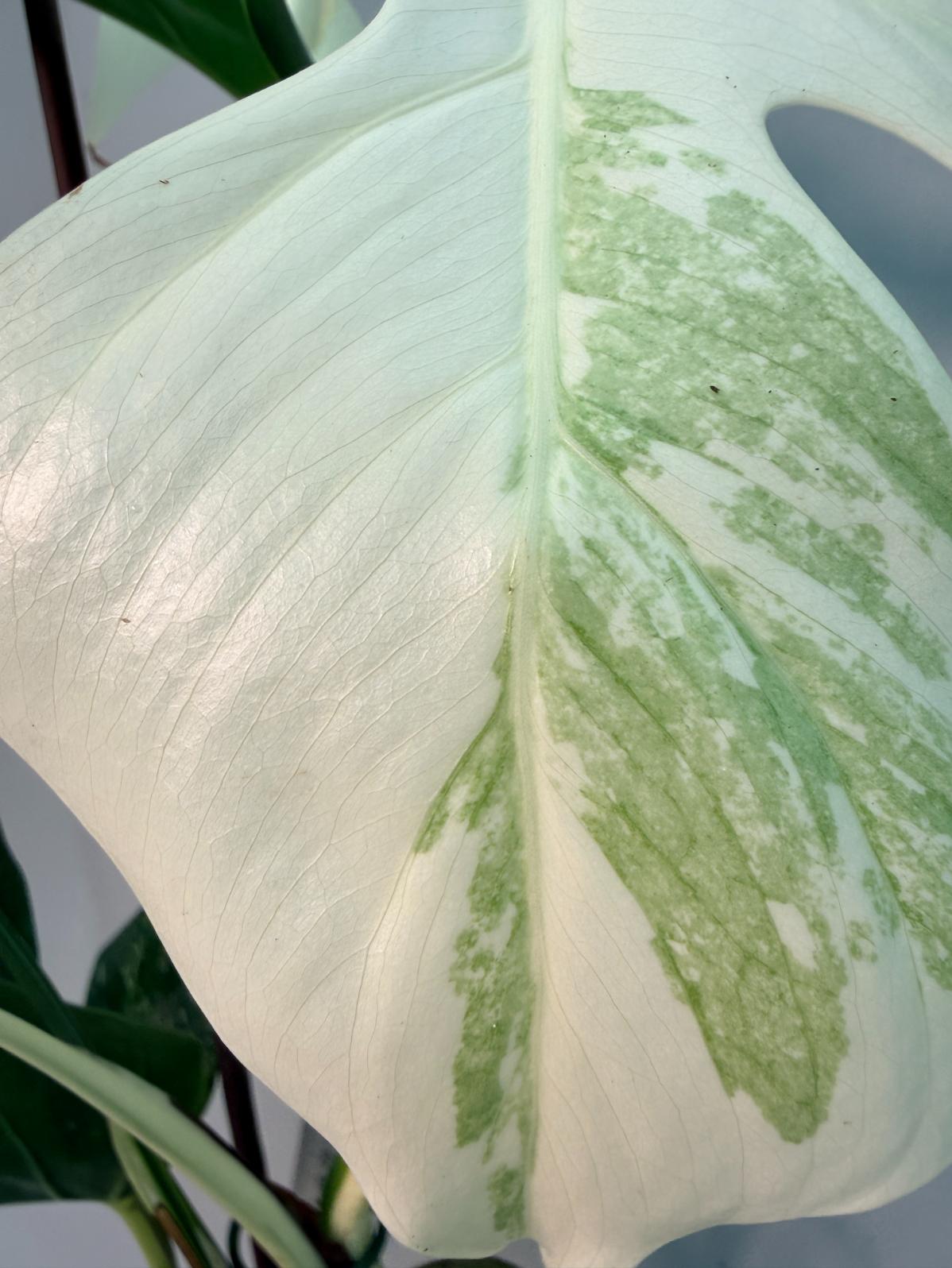 Monstera  Albo Variegata 7