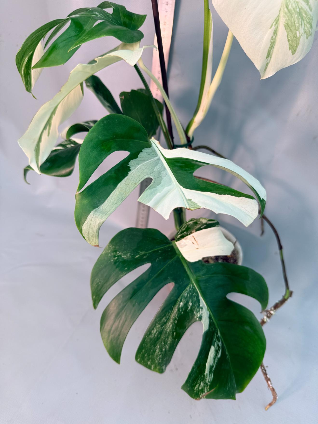 Monstera  Albo Variegata 8