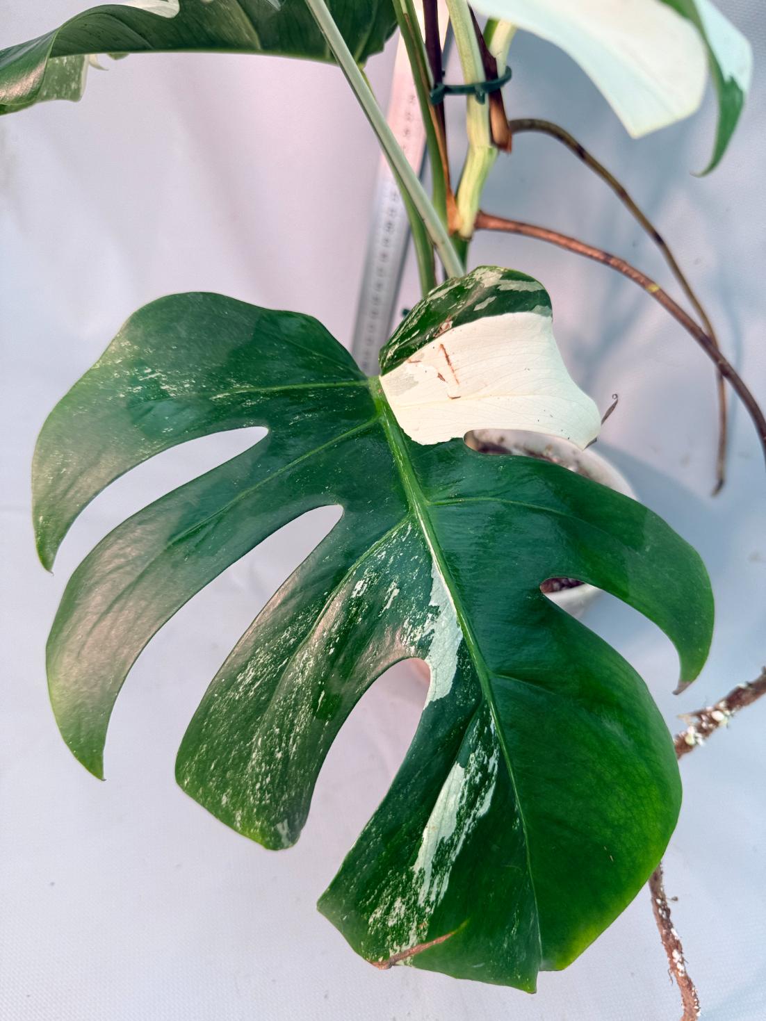 Monstera  Albo Variegata 9