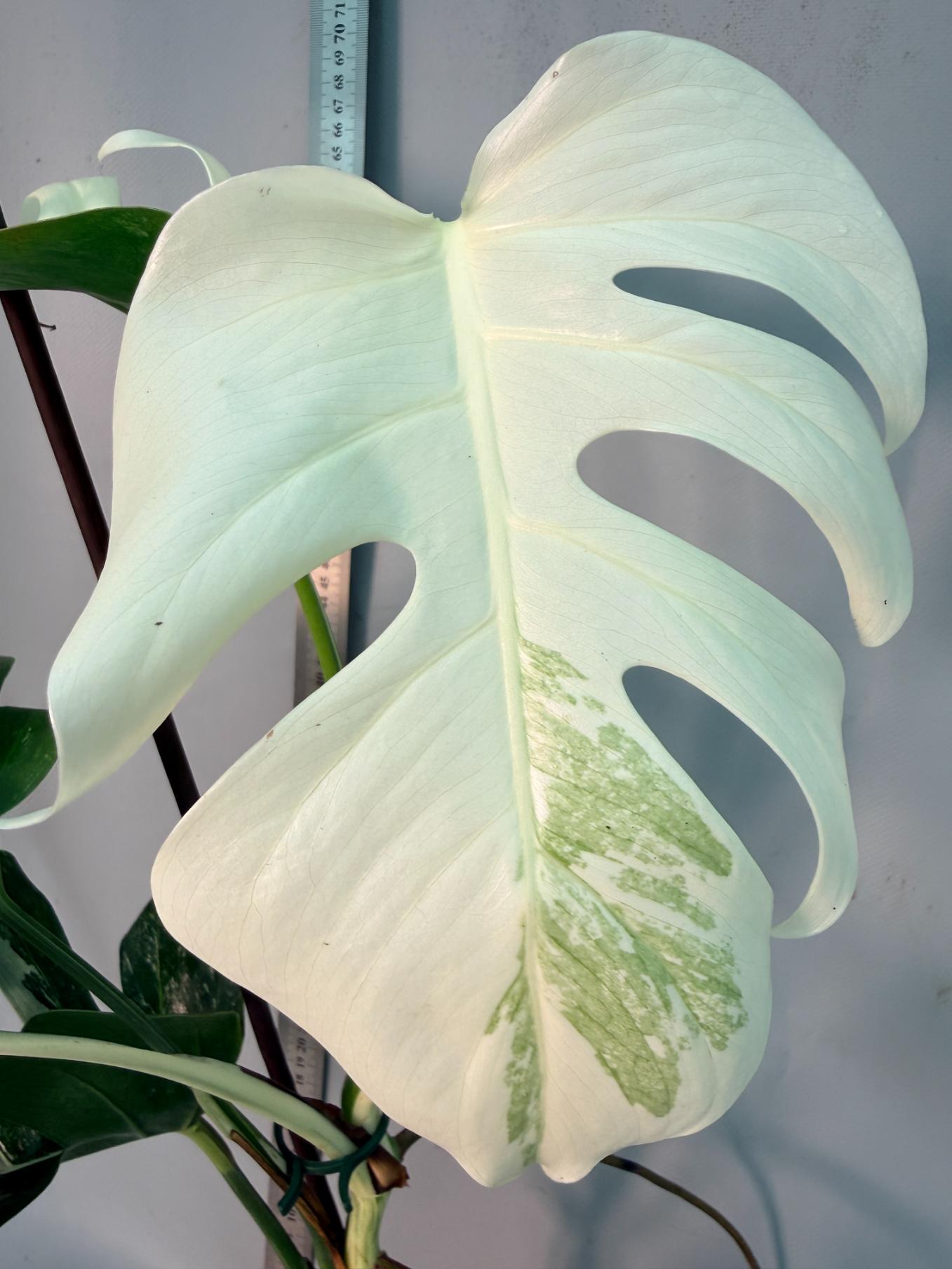 Monstera  Albo Variegata 2