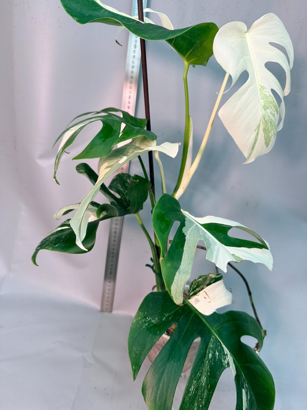 Monstera  Albo Variegata 10