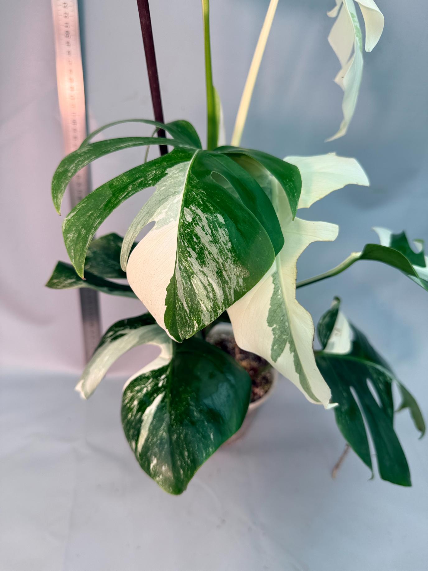 Monstera  Albo Variegata 3