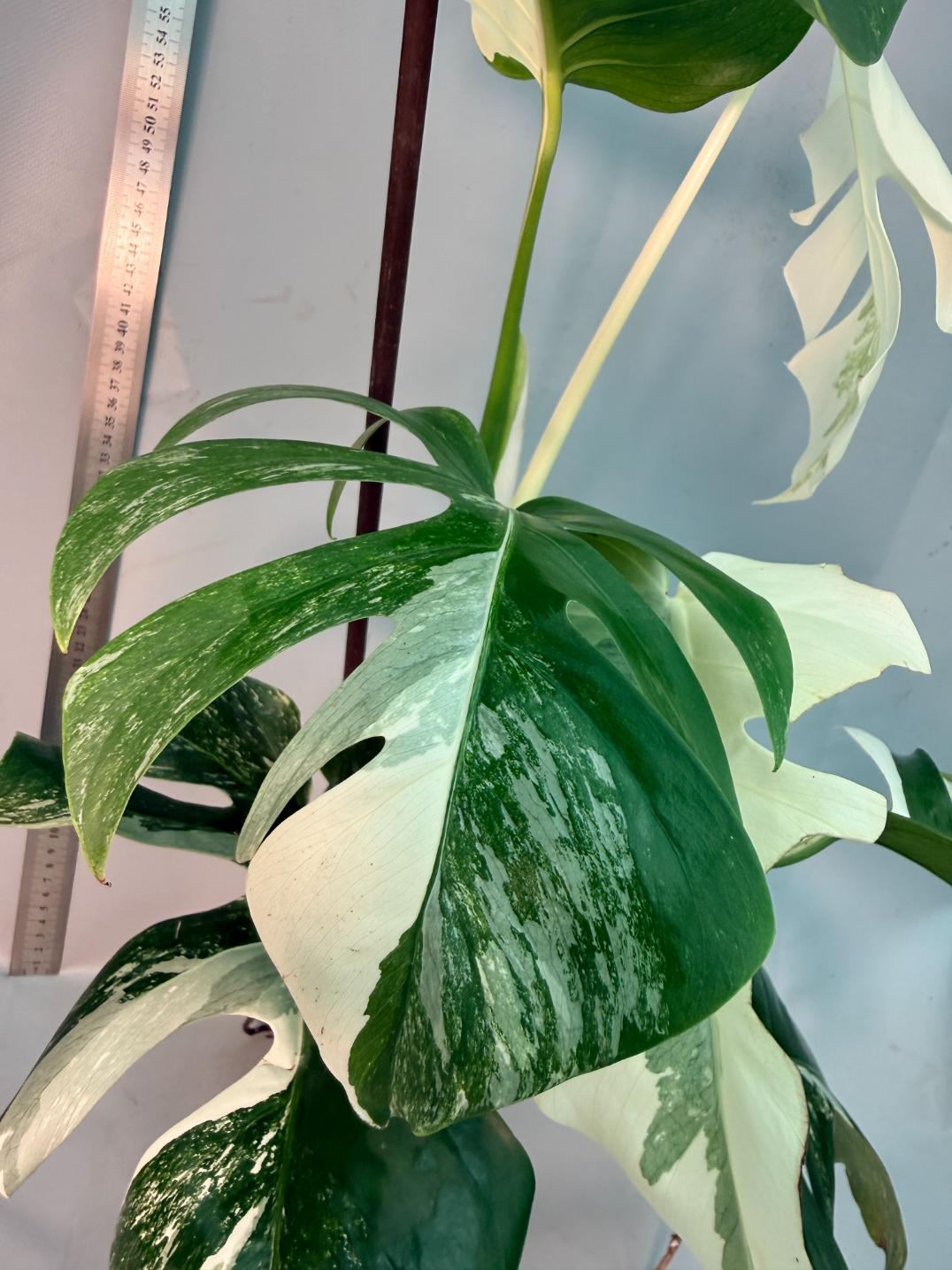 Monstera  Albo Variegata 4