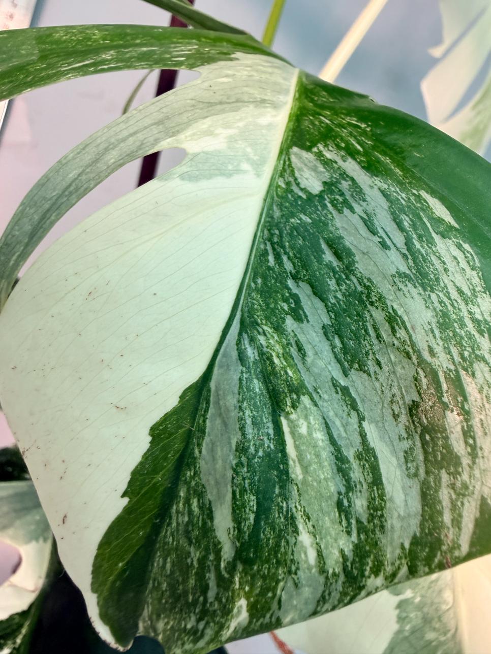 Monstera  Albo Variegata 5