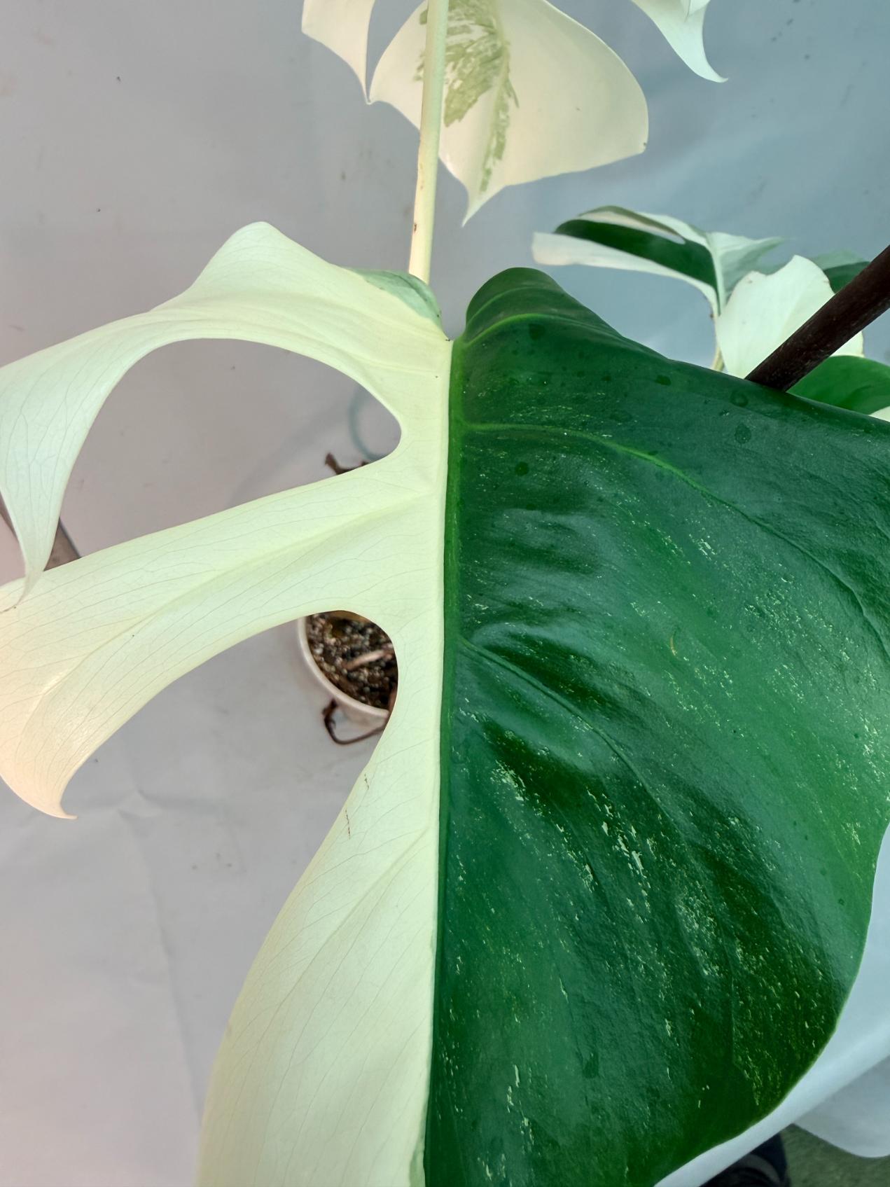 Monstera  Albo Variegata 6