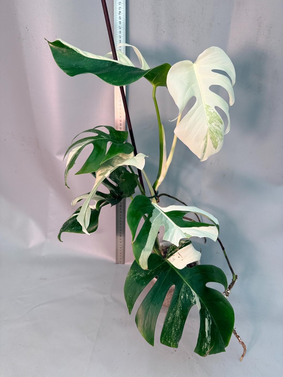 Monstera  Albo Variegata 1