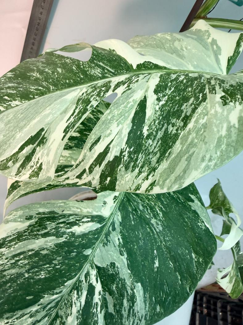 Monstera  Albo Variegata 2