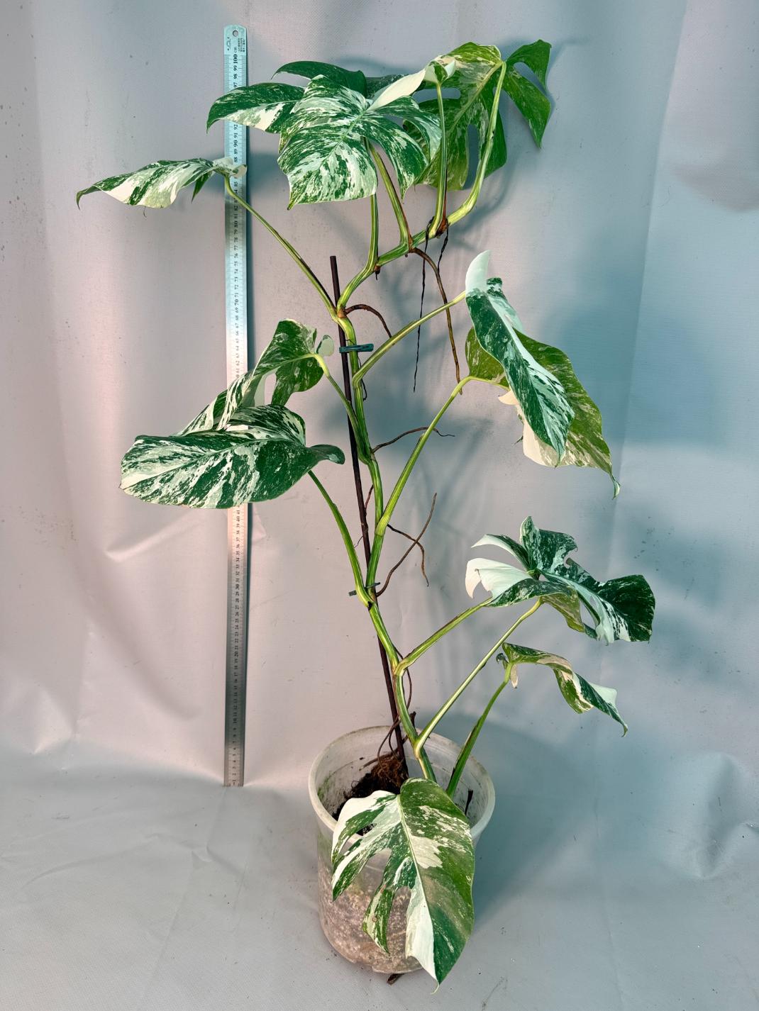 Monstera  Albo Variegata 11