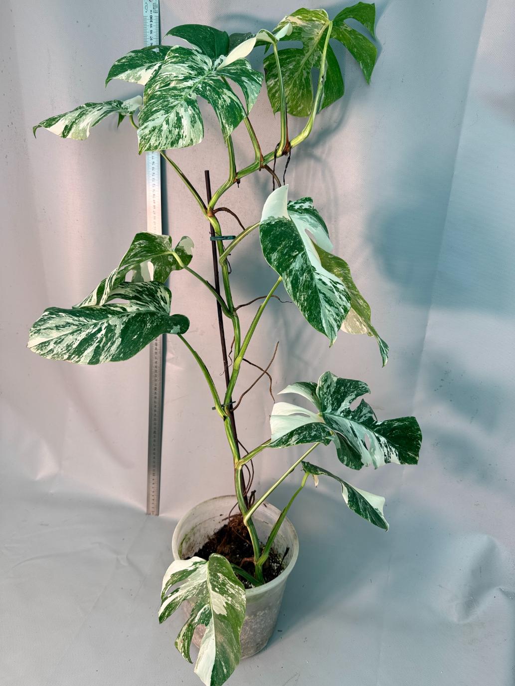 Monstera  Albo Variegata 1