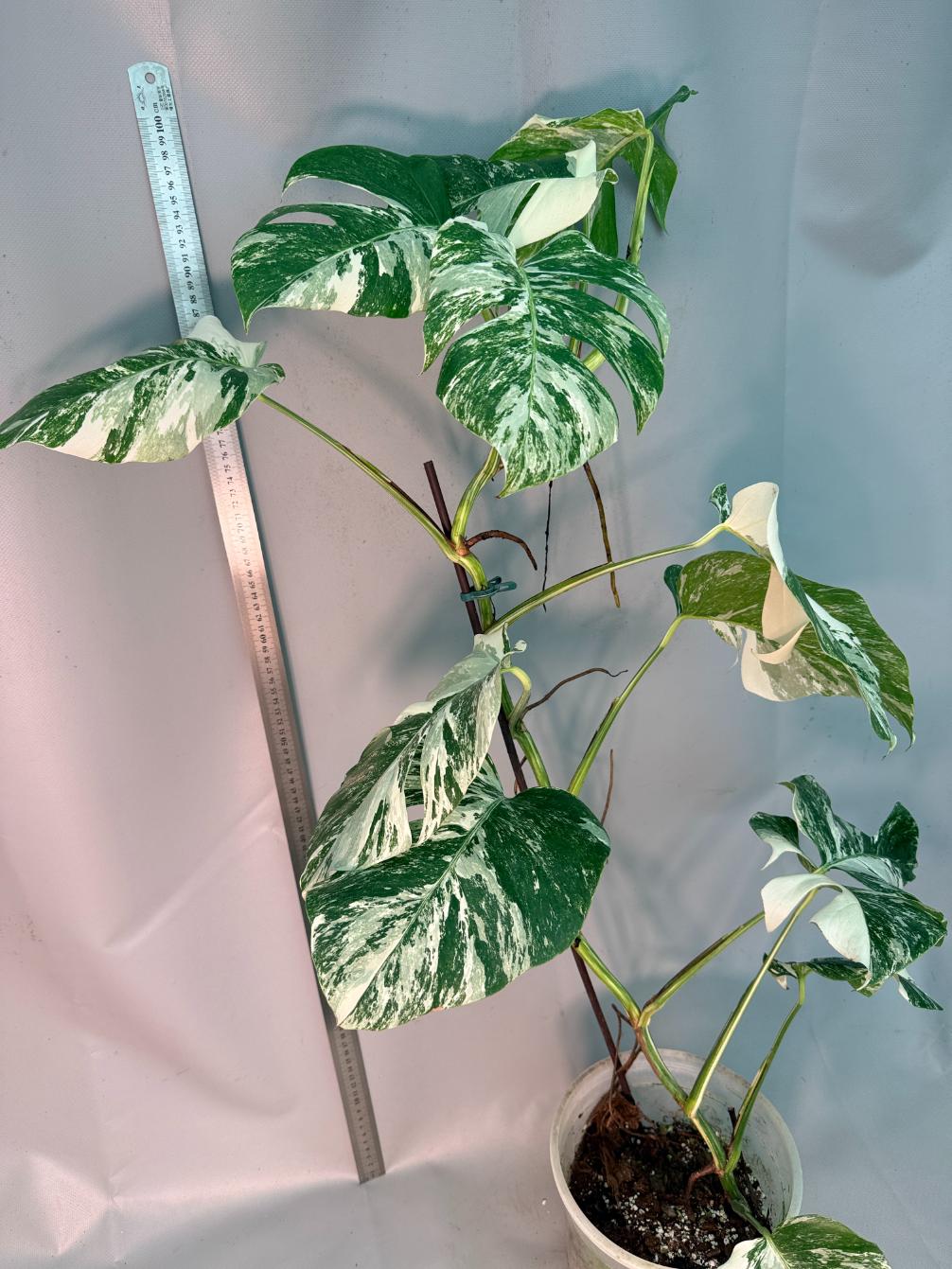 Monstera  Albo Variegata 14
