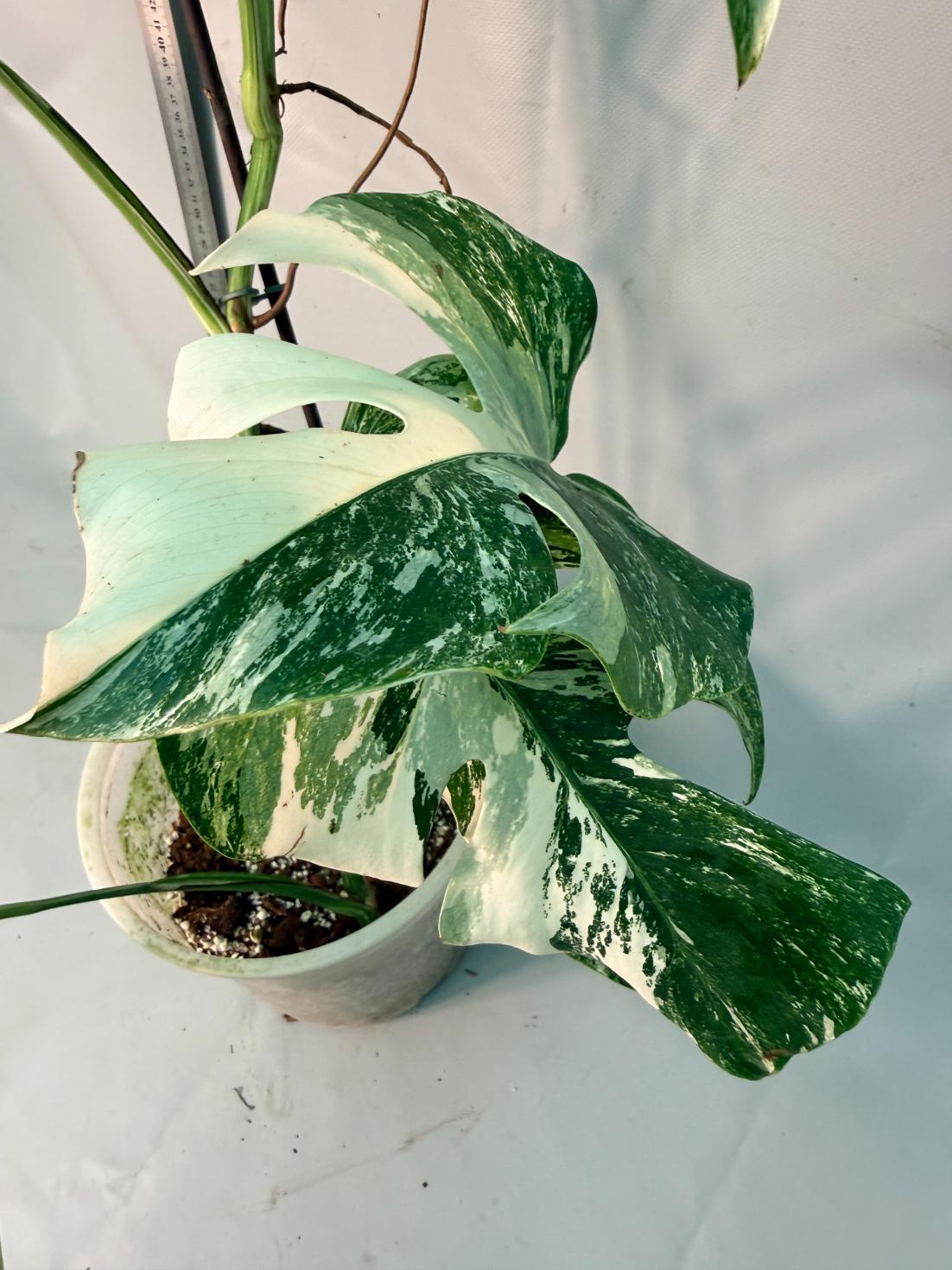 Monstera  Albo Variegata 12