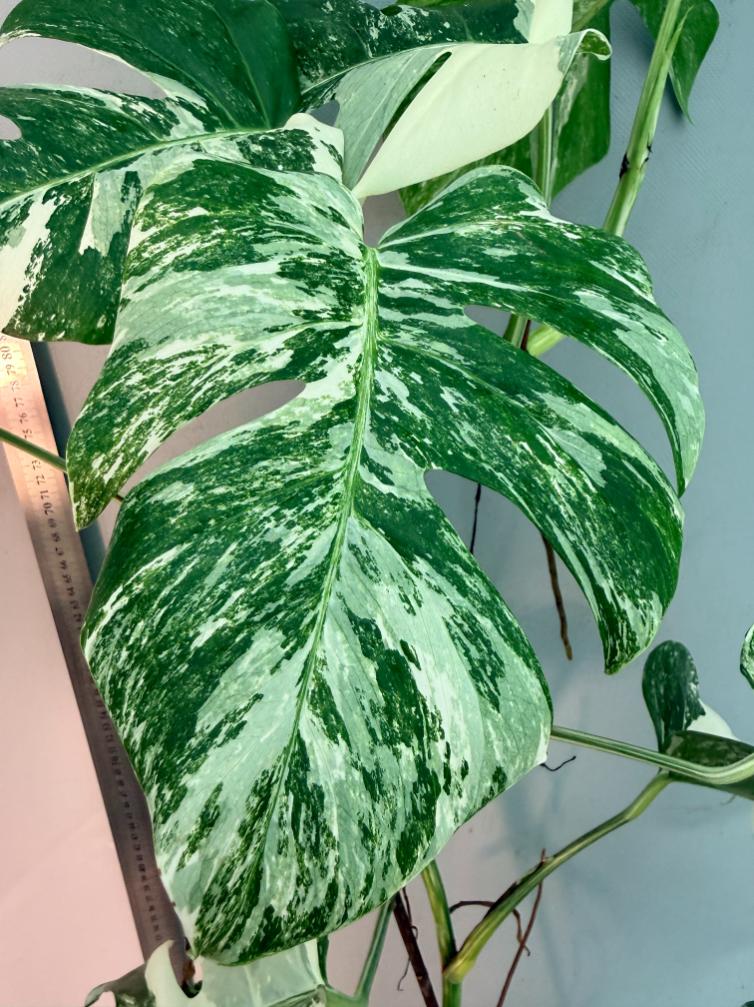 Monstera  Albo Variegata 13
