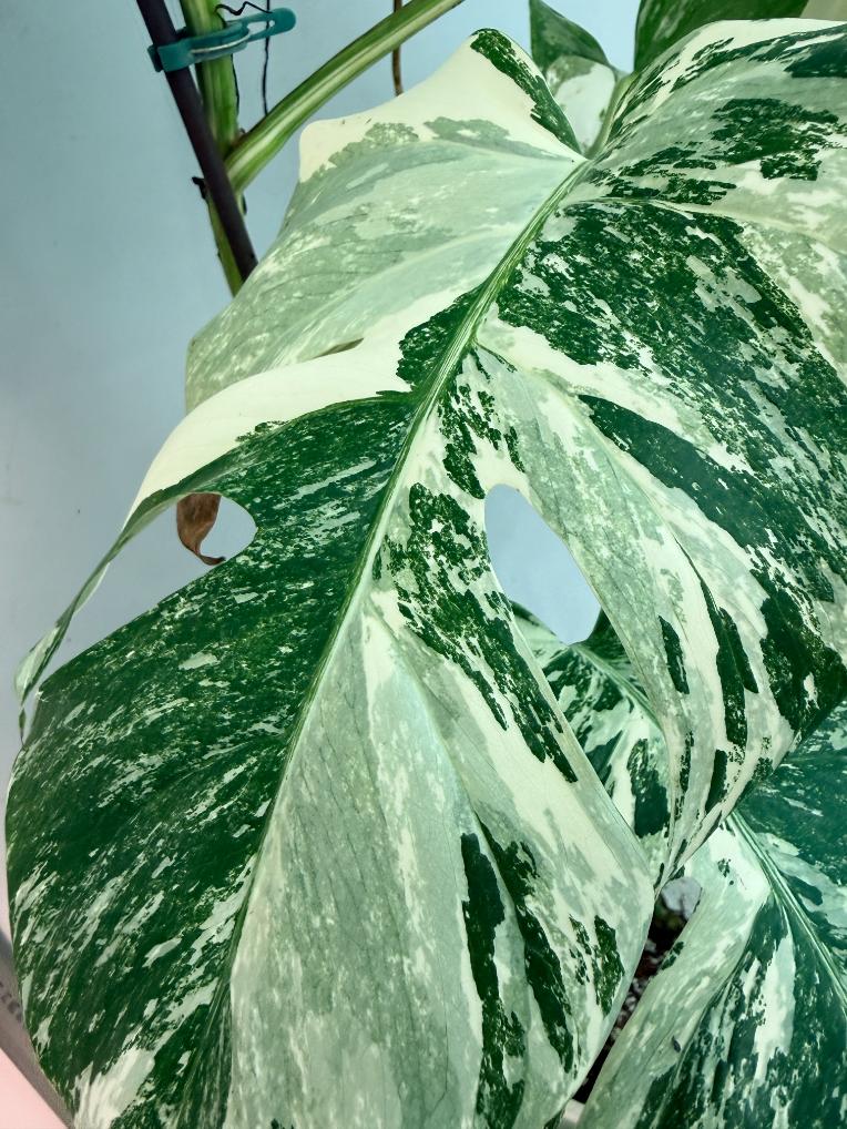 Monstera  Albo Variegata 3
