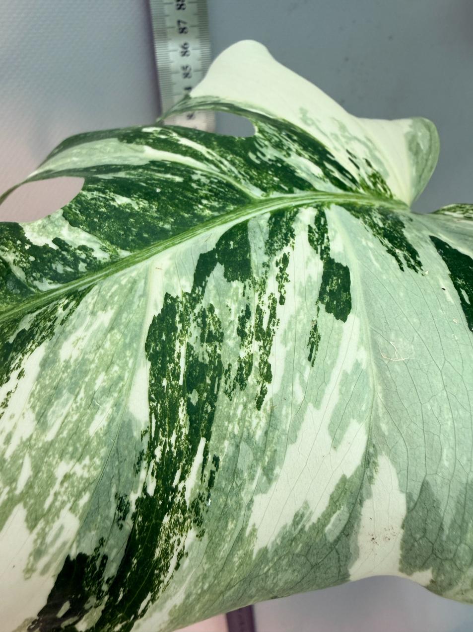 Monstera  Albo Variegata 4