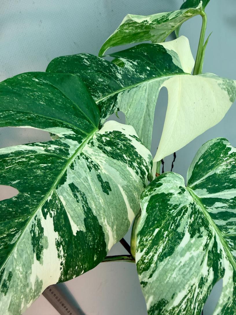 Monstera  Albo Variegata 5