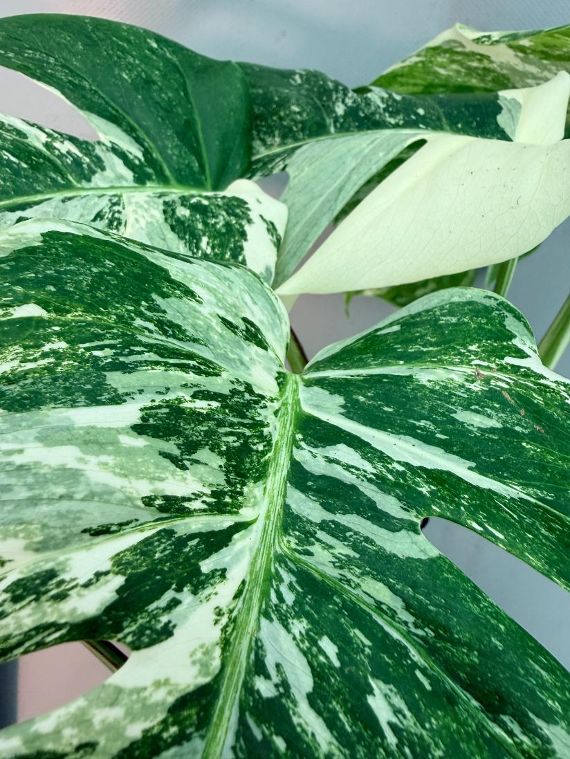 Monstera  Albo Variegata 6