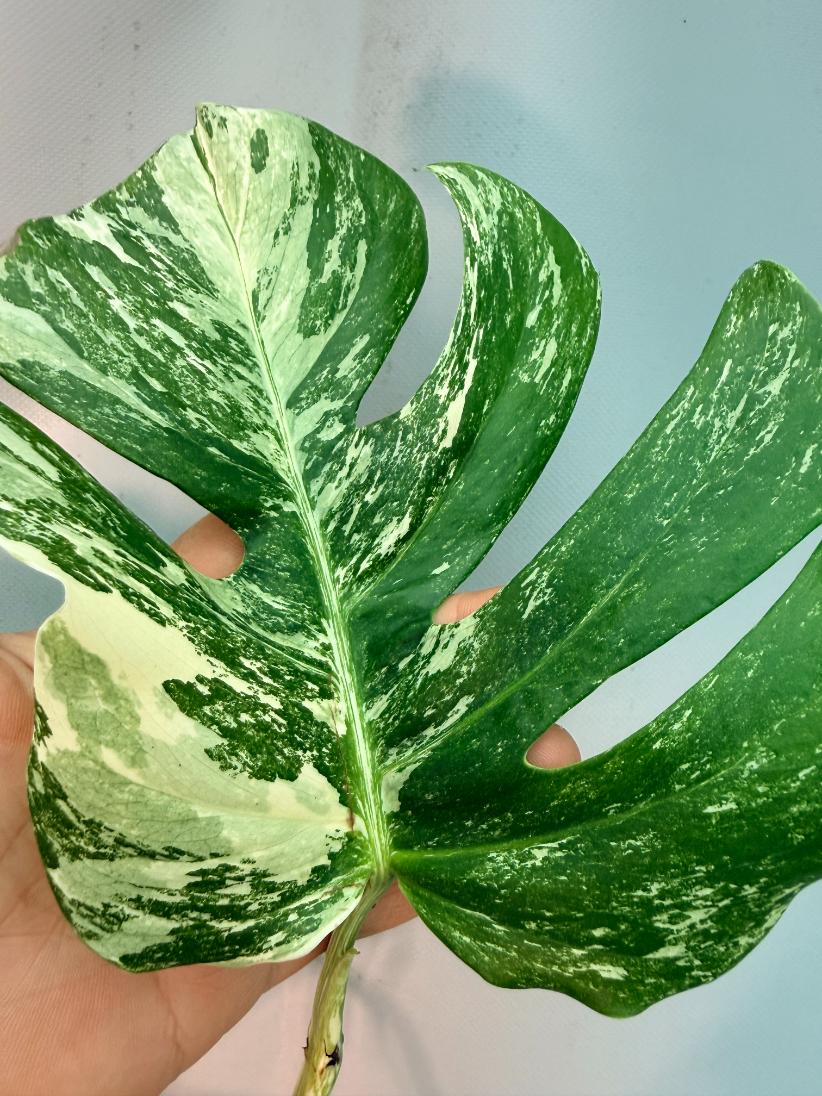 Monstera  Albo Variegata 7