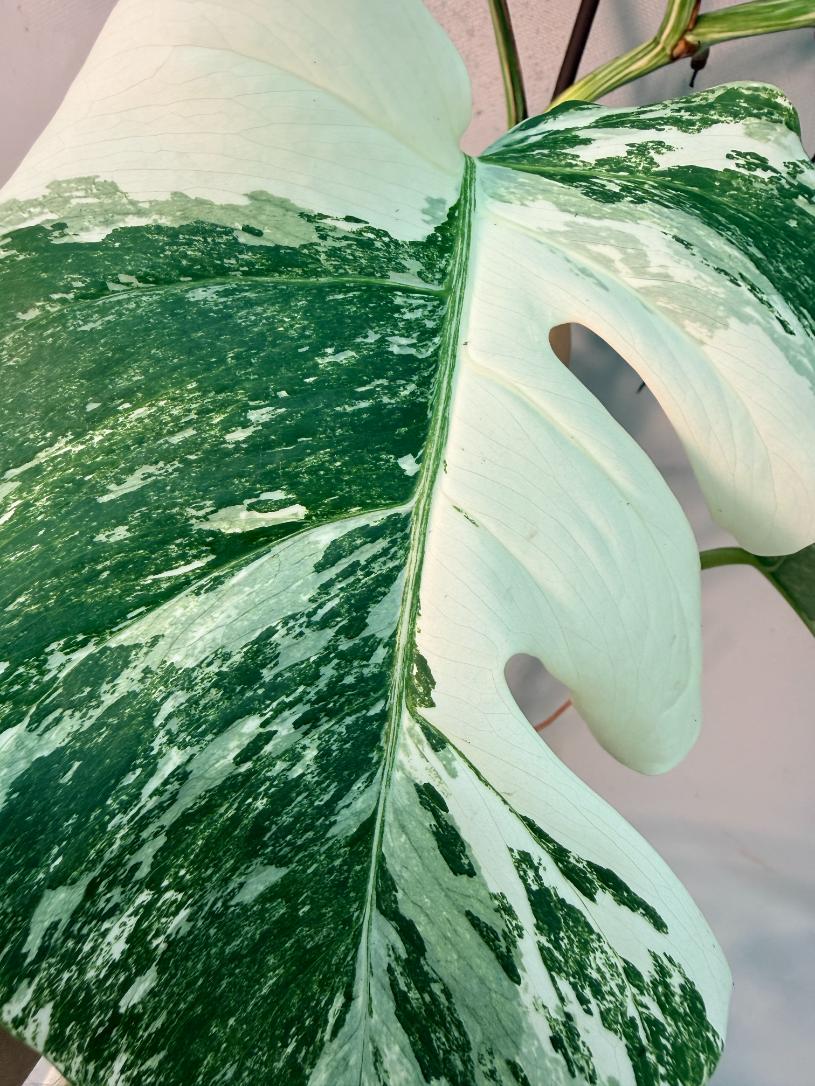 Monstera  Albo Variegata 8