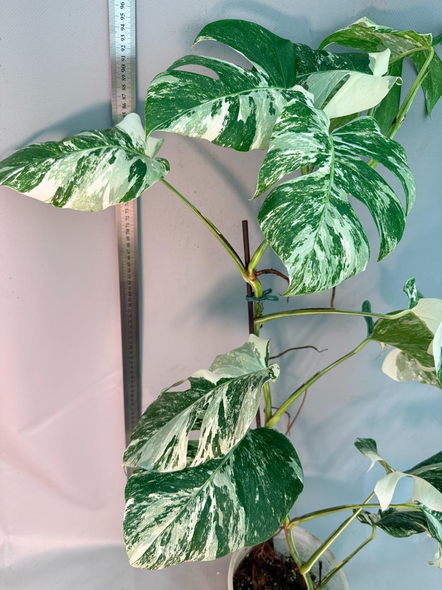 Monstera  Albo Variegata 9
