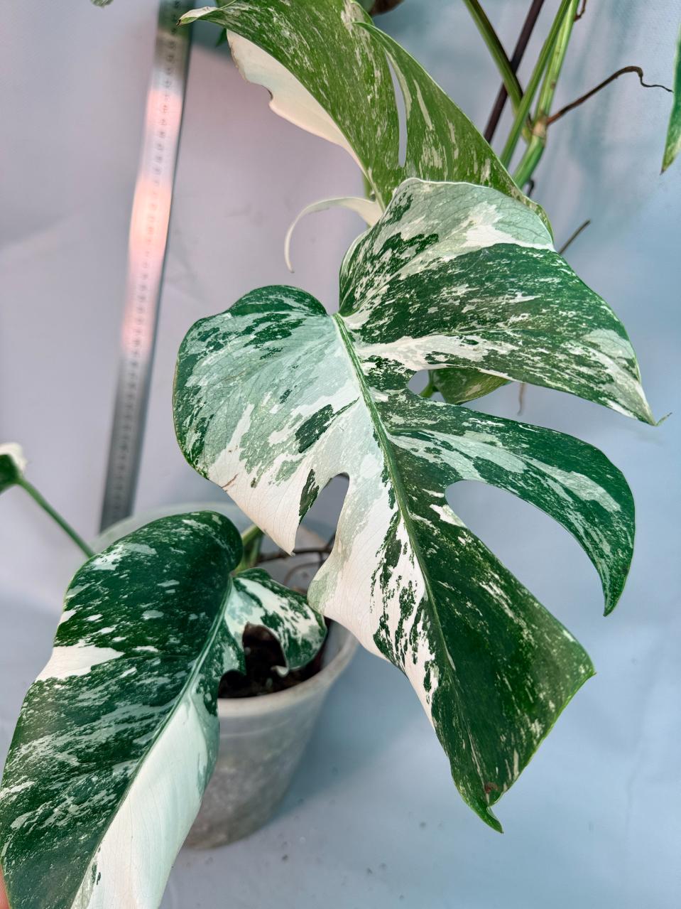 Monstera  Albo Variegata 10