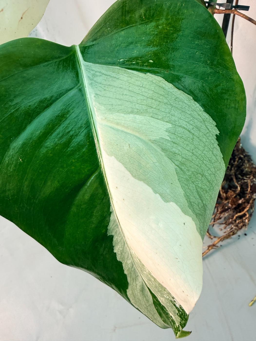 Monstera  Albo Variegata 3