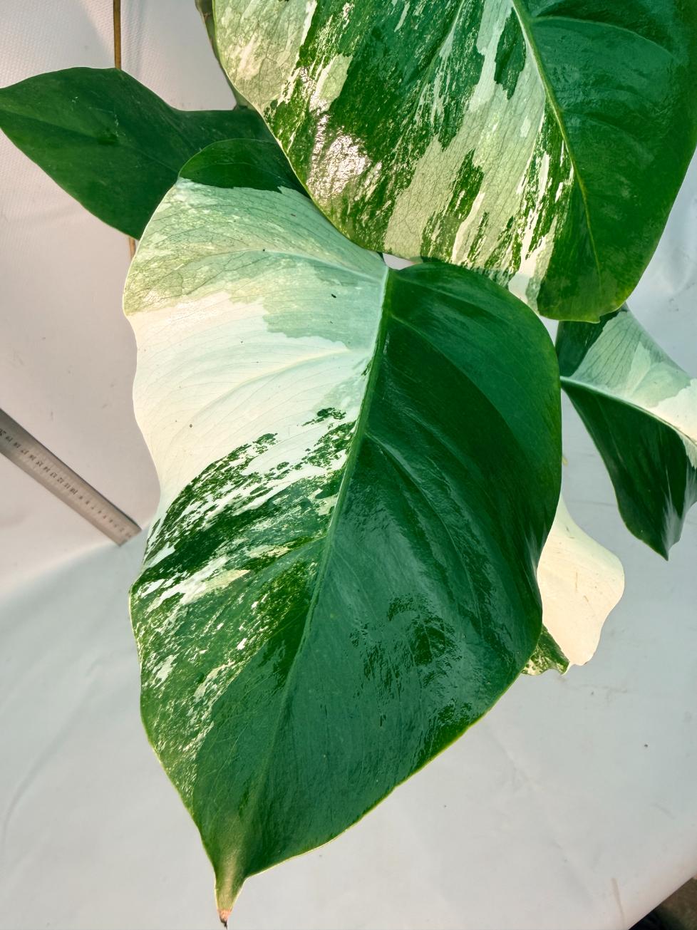 Monstera  Albo Variegata 5
