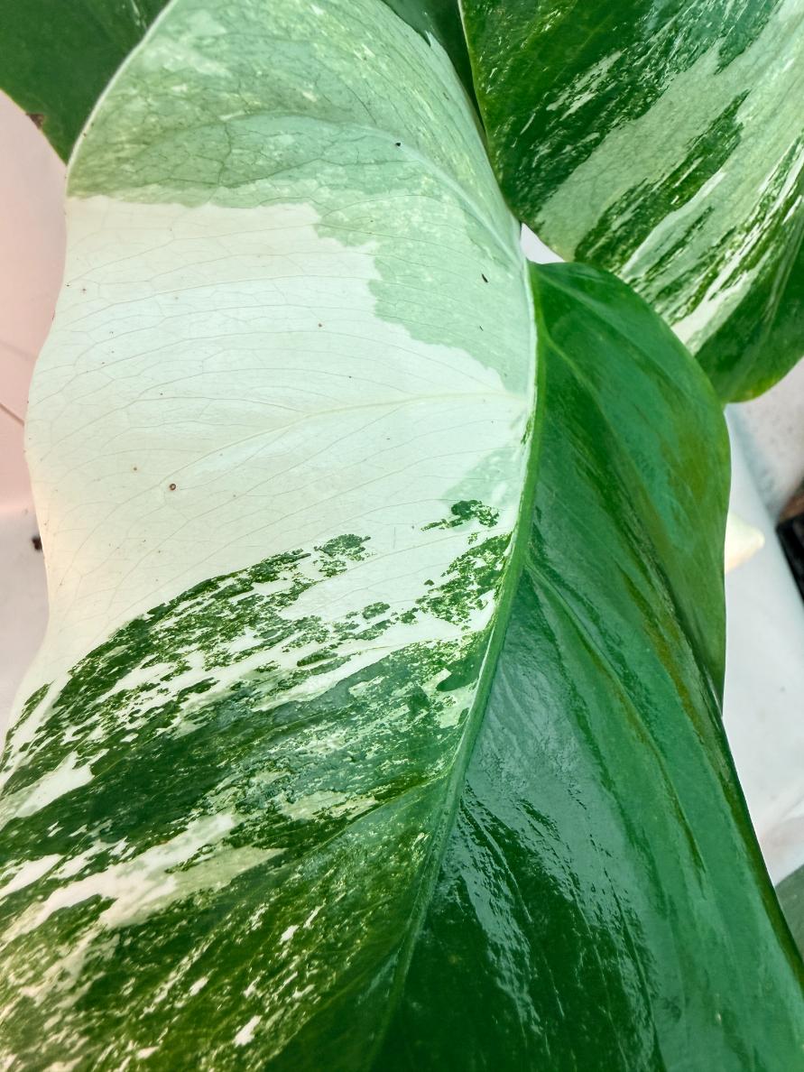 Monstera  Albo Variegata 6