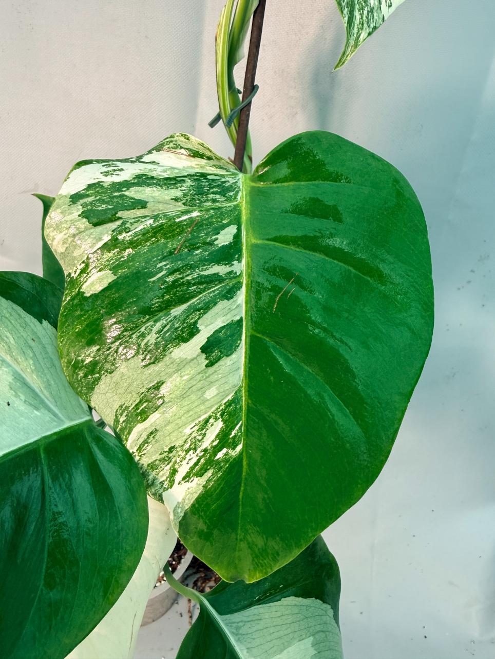 Monstera  Albo Variegata 7