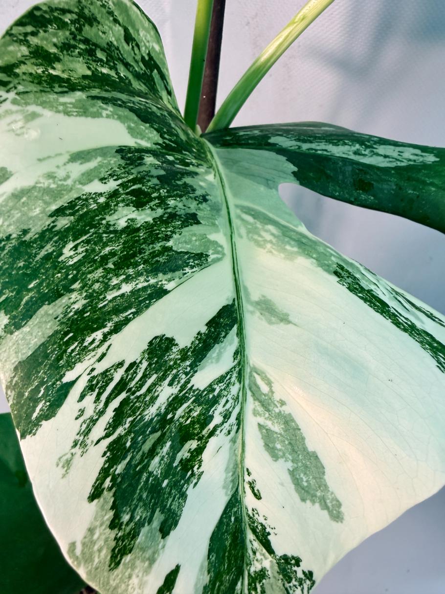 Monstera  Albo Variegata 8