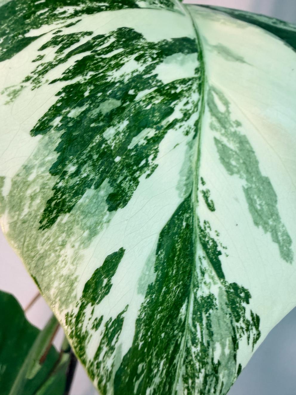 Monstera  Albo Variegata 4